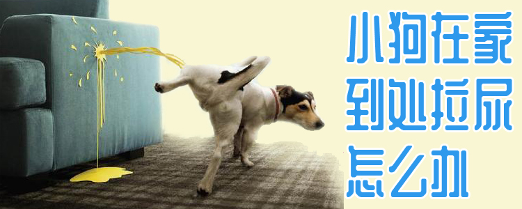 小狗在家到處拉尿怎么辦