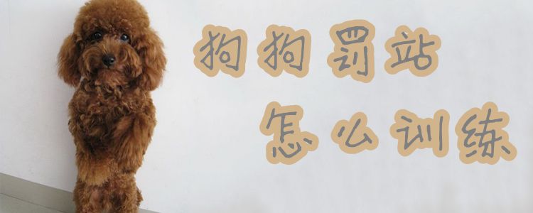 狗狗罰站怎么訓(xùn)練