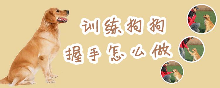 訓(xùn)練狗狗握手怎么做