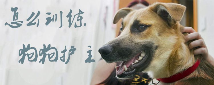 怎么訓(xùn)練狗狗護(hù)主1