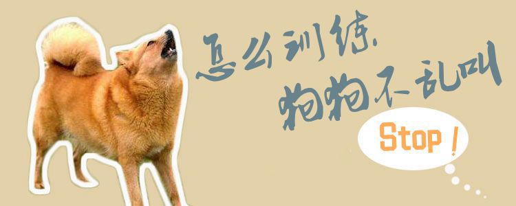怎么訓(xùn)練狗狗不亂叫1