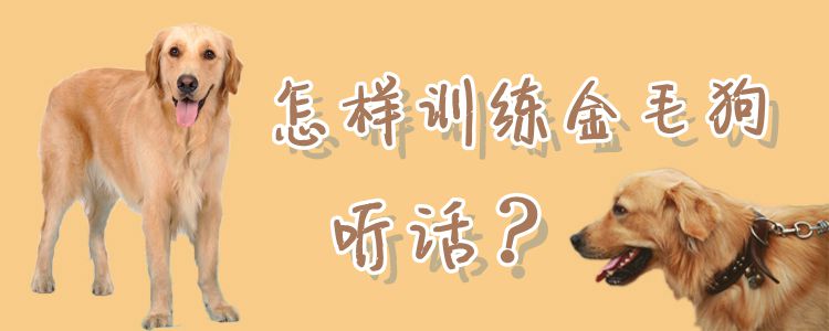 怎樣訓(xùn)練金毛狗聽話