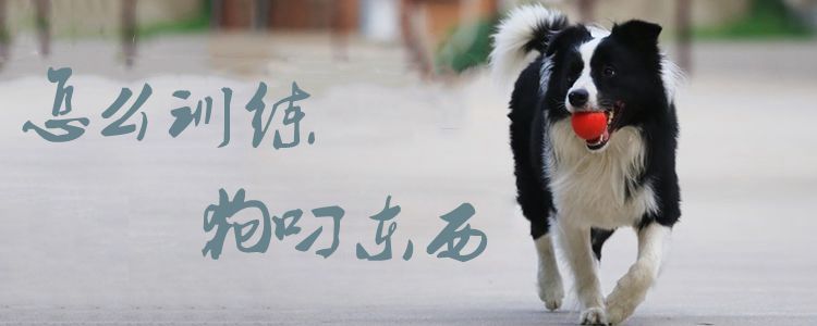 怎么訓(xùn)練狗叼東西1