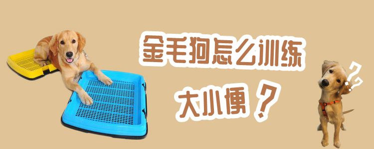 金毛狗怎么訓(xùn)練大小便
