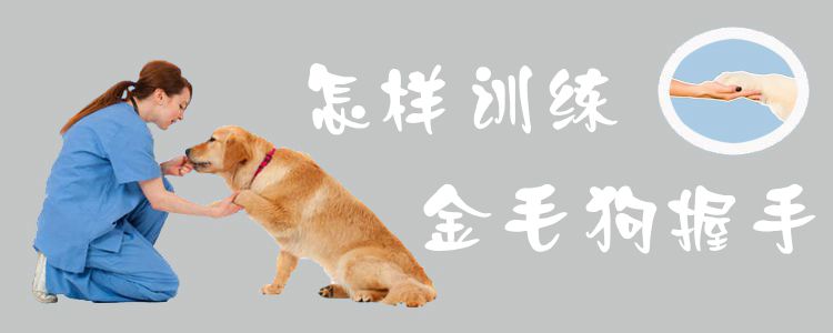 怎樣訓(xùn)練金毛狗握手1