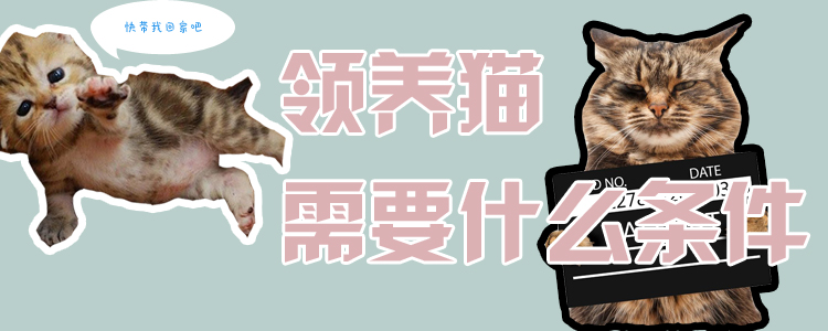 領(lǐng)養(yǎng)貓需要什么條件