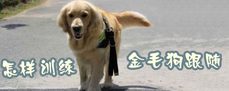 怎樣訓(xùn)練金毛狗跟隨
