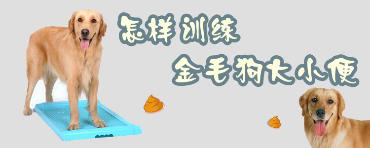 怎樣訓(xùn)練金毛狗大小便