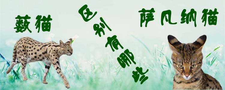 薩凡納貓和藪貓的區(qū)別有哪些