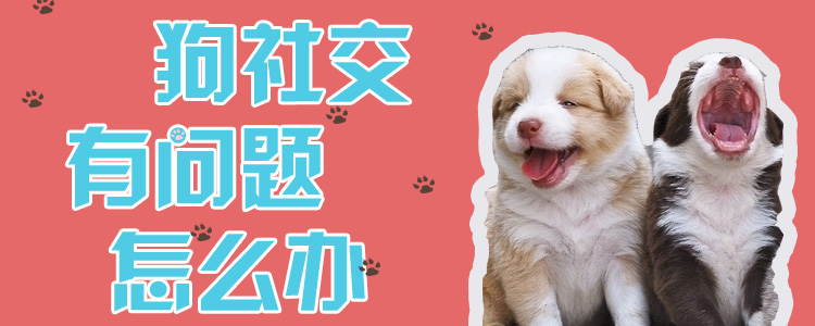 狗社交有問題怎么辦