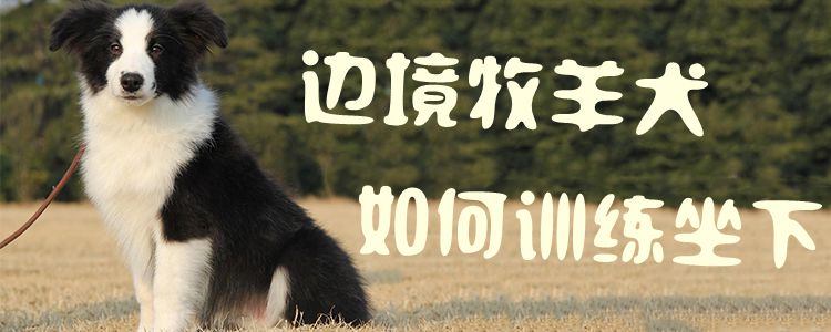 邊境牧羊犬如何訓(xùn)練坐下1