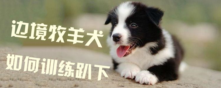 邊境牧羊犬如何訓(xùn)練趴下1