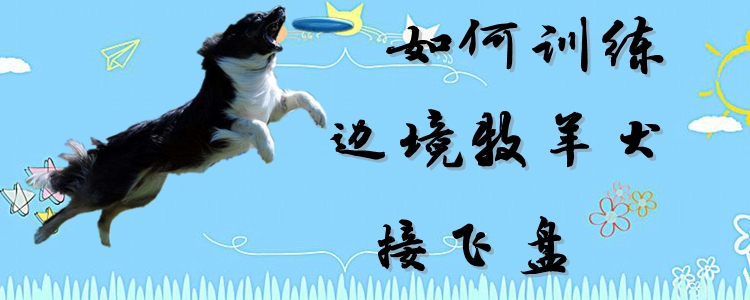如何訓(xùn)練邊境牧羊犬接飛盤