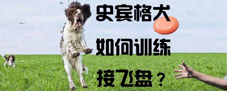 史賓格犬如何訓(xùn)練接飛盤