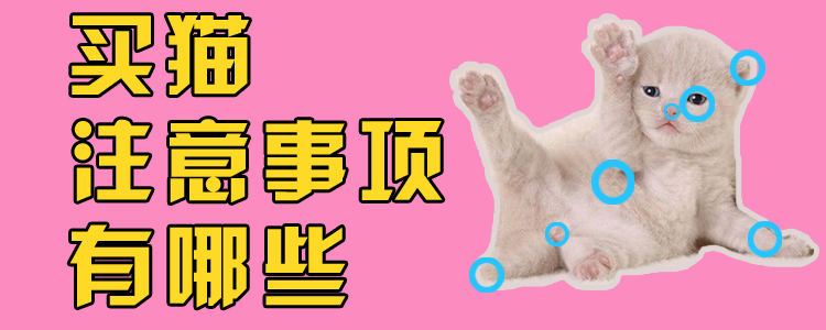 買貓注意事項(xiàng)有哪些