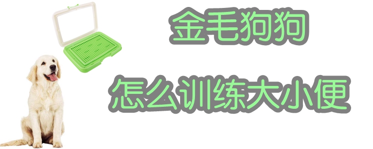 金毛狗狗怎么訓(xùn)練大小便
