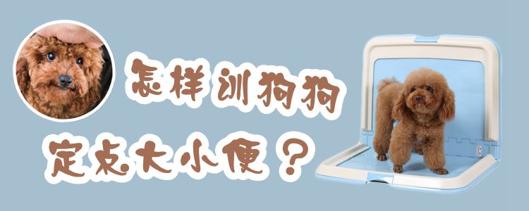 怎樣訓(xùn)狗狗定點(diǎn)大小便