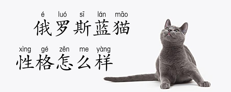 俄羅斯藍(lán)貓性格怎么樣