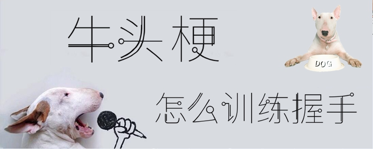 牛頭梗怎么訓(xùn)練握手