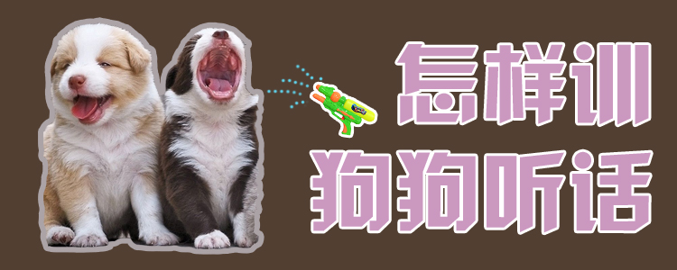 怎樣訓(xùn)狗狗聽話