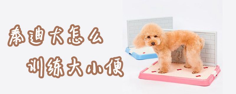 泰迪犬怎么訓(xùn)練大小便