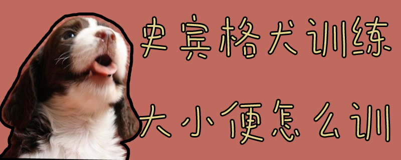 史賓格犬訓(xùn)練大小便怎么訓(xùn)