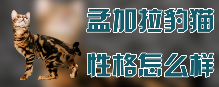 孟加拉豹貓性格怎么樣