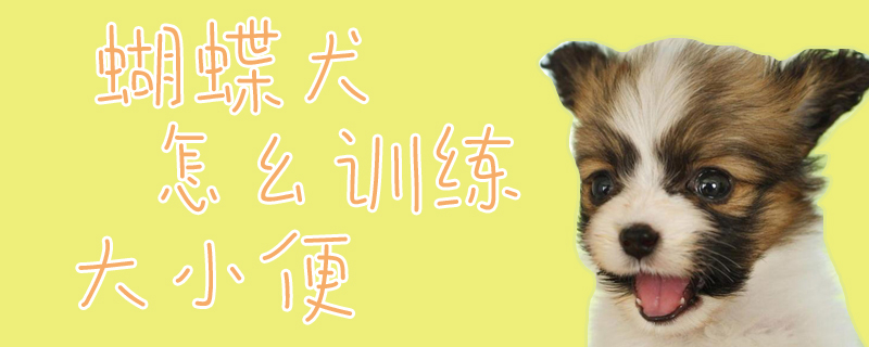 蝴蝶犬怎幺訓(xùn)練大小便