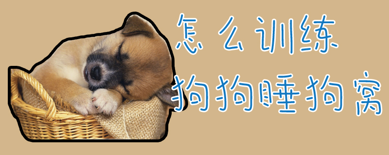 怎么訓(xùn)練狗狗睡狗窩