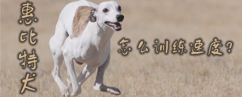 惠比特犬怎么訓(xùn)練速度