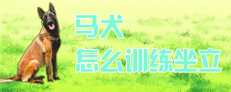 馬犬怎么訓(xùn)練坐立