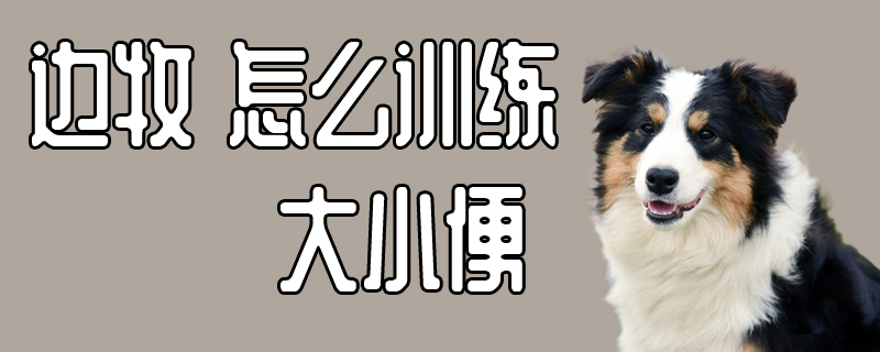 邊牧怎么訓(xùn)練大小便