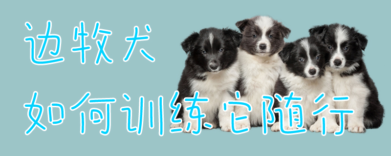 邊牧犬如何訓(xùn)練它隨行