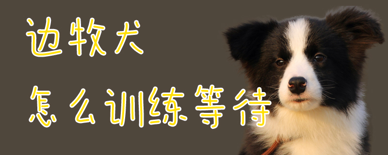 邊牧犬怎么訓(xùn)練等待