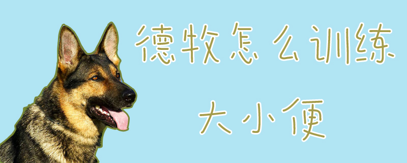 德牧怎么訓(xùn)練大小便