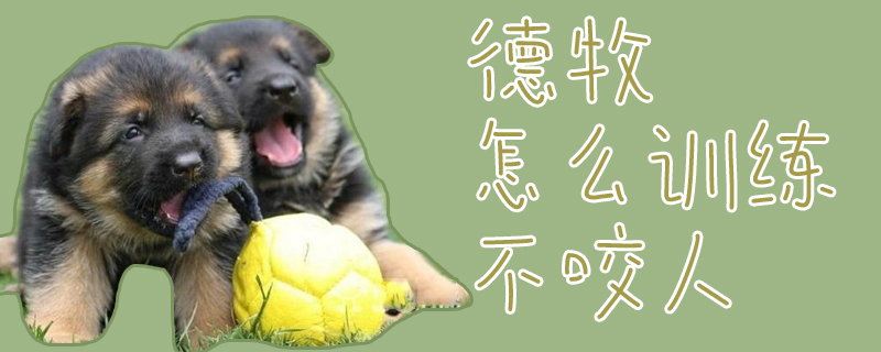德牧怎么訓(xùn)練不咬人