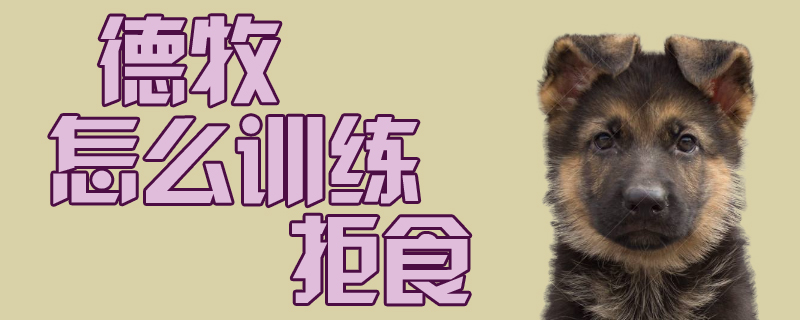 德牧怎么訓(xùn)練拒食
