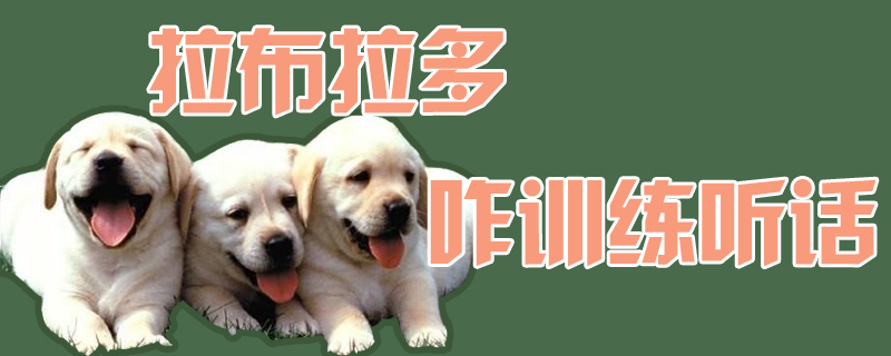 拉布拉多怎么訓(xùn)練聽話1