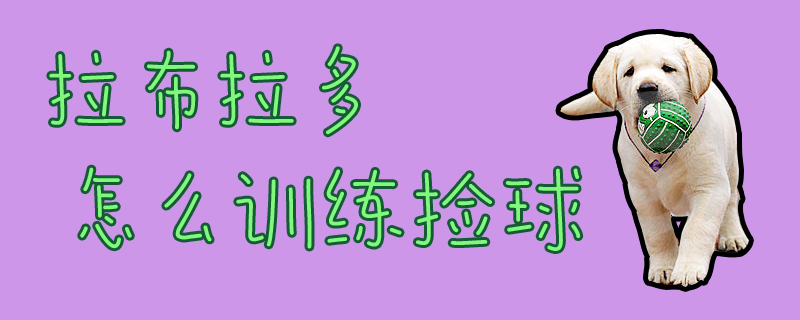 拉布拉多怎么訓(xùn)練撿球