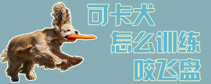 可卡犬怎么訓(xùn)練咬飛盤(pán)