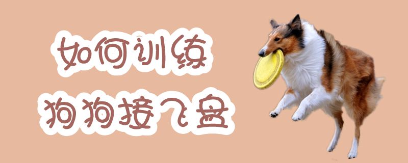 如何訓(xùn)練狗狗接飛盤