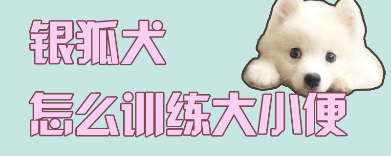 銀狐犬怎么訓(xùn)練大小便