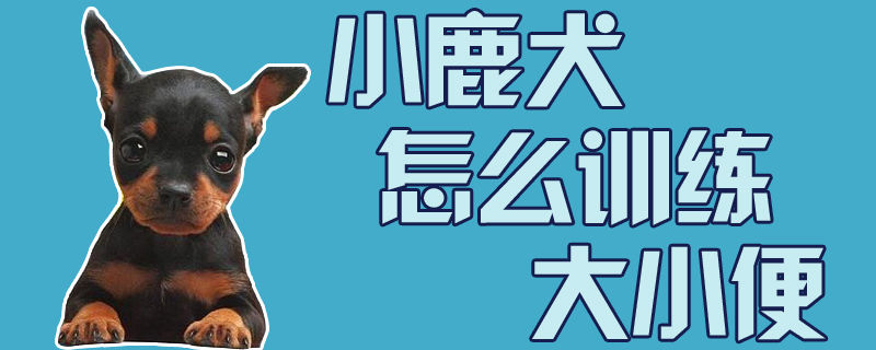 小鹿犬怎么訓(xùn)練大小便