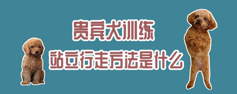 貴賓犬訓(xùn)練站立行走方法是什么