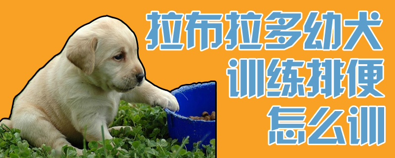 拉布拉多幼犬訓練排便怎么訓