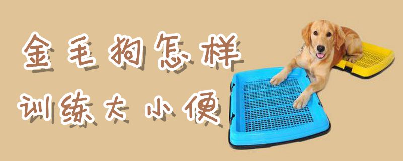 金毛狗怎樣訓(xùn)練大小便