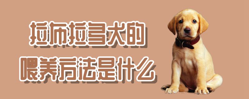 拉布拉多犬的喂養(yǎng)方法是什么