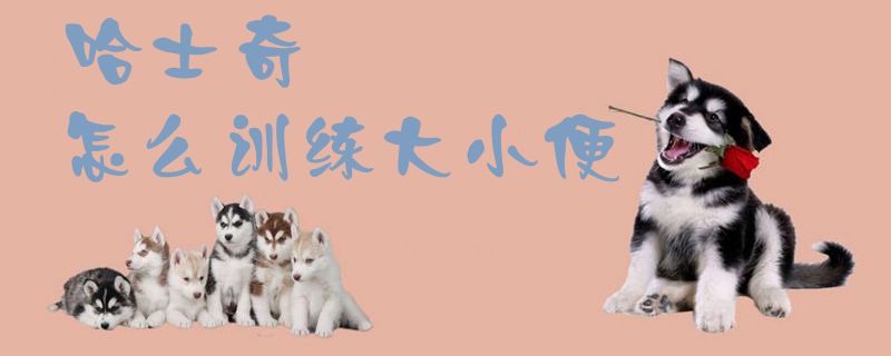 哈士奇怎么訓(xùn)練大小便1