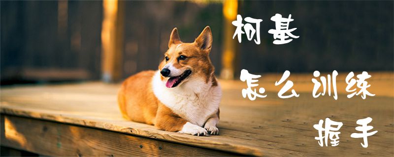 柯基怎么訓(xùn)練握手1