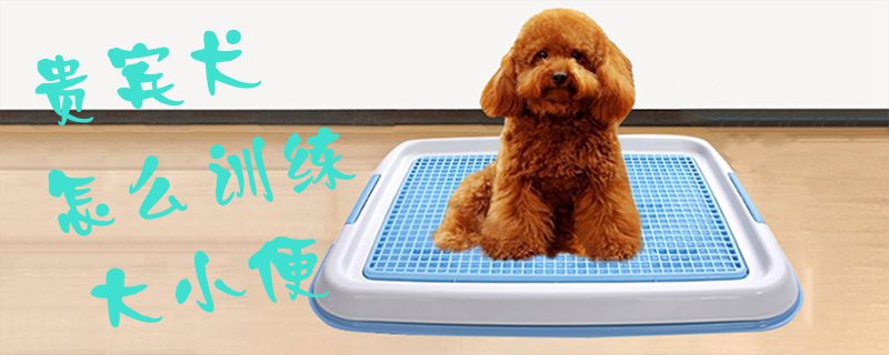 貴賓犬怎么訓(xùn)練大小便1